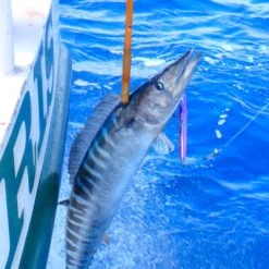 Magbay Lures MagTrak Trolling Lure -Love Fishing Store purplemagtrak2 website 400x400 1